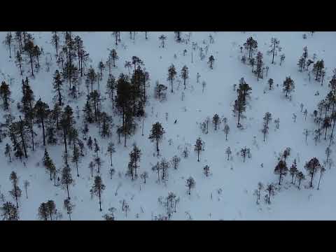 Räv filmad på drev med drönare