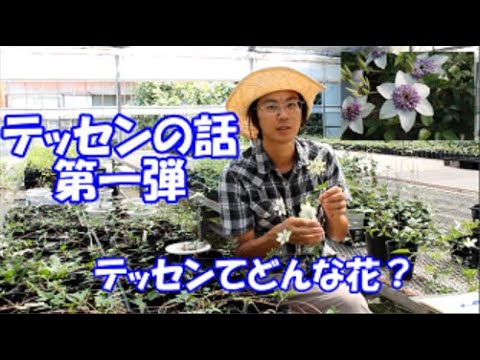 クレマチスについて詳しく解説