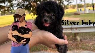 Silver babies are ready | 美国灰色泰迪宝宝找新家啦！