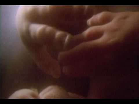 afbeelding Flight from Death: The Quest for Immortality