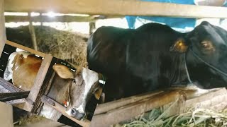 Download lagu CIRI CIRI SAPI BUNTING 7 - 8 DAN 4-5 BULAN# mp3