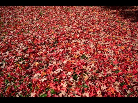 West Springfield Trash Schedule - 09/2021