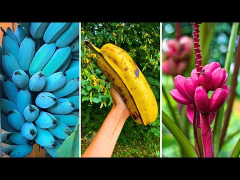 15 Different and Surprising Types of Bananas You Didn’t Know Existed!