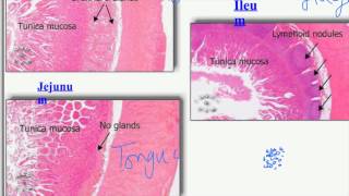 Intestine Data Show 2015