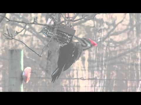 Pileated Woodpecker: First Visit to Improvised Upside-Down Suet Feeder (22 Feb 2016)