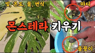 몬스테라 키우기! 몬스테라 빛, 온도, 물주기, 번식!!