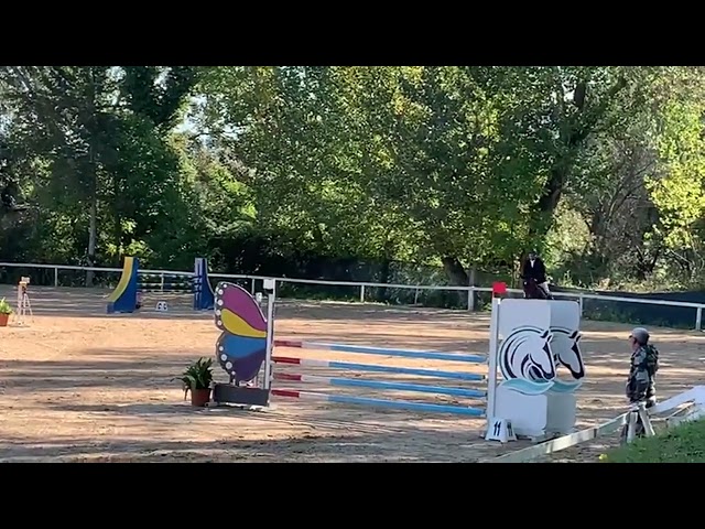 Jument Cheval de Sport Tch&egrave;que  A vendre 2013 Bai