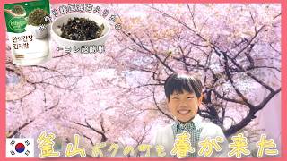 高齢出産＆海外在住ママの悩み…。超簡単！手作り韓国海苔ふりかけの作り方【韓国在住・日韓夫婦・한일부부】