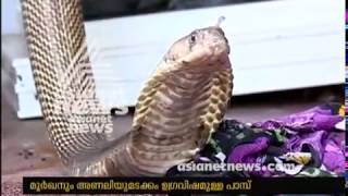 Vava Suresh catches snakes which entered houses during flood