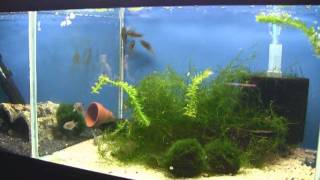 Corydoras schultzei Spawning