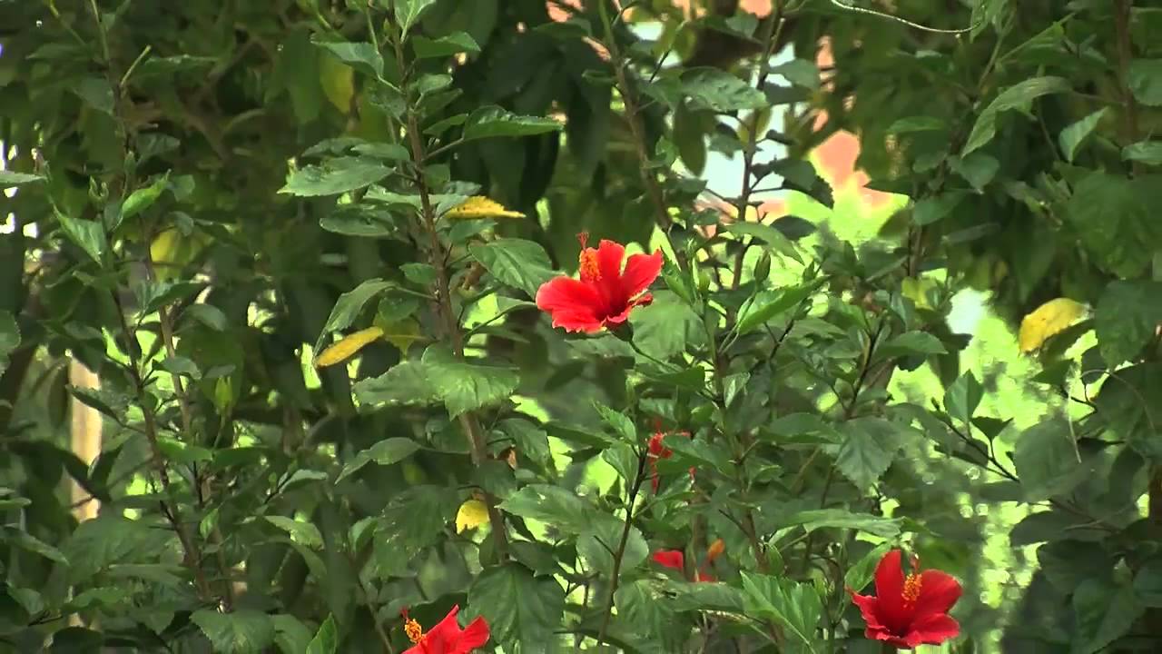 Green Spaces - A Walk Through Riverside's Oldest Park, White Park