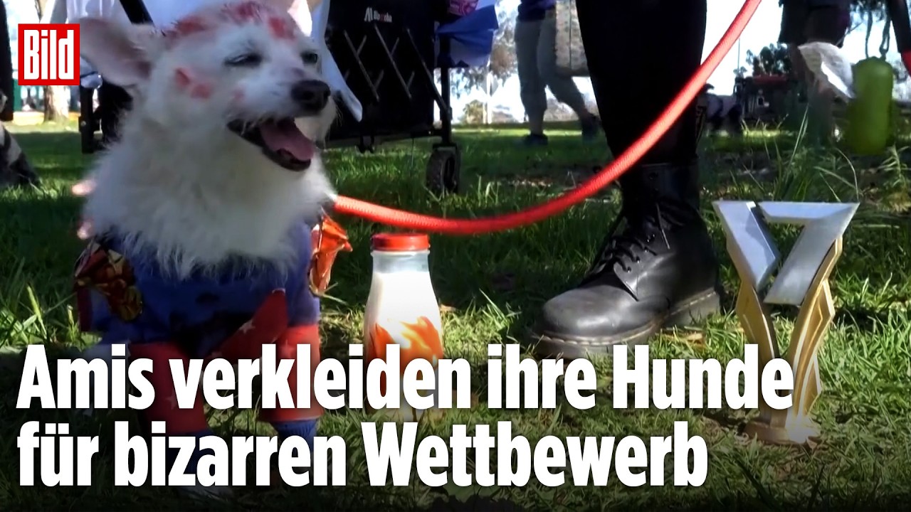 Skurrile Hunde-Show in Kalifornien: Harmloses Spektakel oder Tierquälerei?
