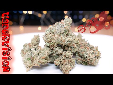 Final Results for OG Kush selection round for breeding!