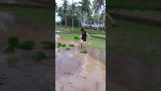 Download lagu Cara tandur pari dgn lagu suket teki mp3