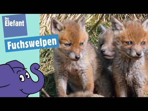 Wie spielen Fuchsbabys? | Der Elefant | WDR