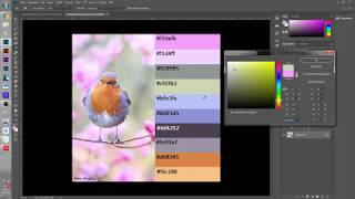 Bibliotheken und Farbpaletten in Photoshop und Illustrator verwenden