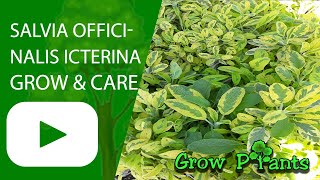 Salvia officinalis Icterina - grow & care (Icterina Sage)