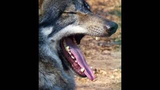 Steve Hackett  Earthshine, Wolflight 2015