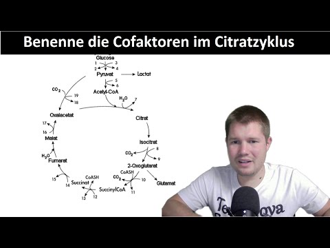 ABI-TRAINING - Dissimilation (2): Citratzyklus