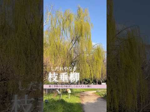 しだれ柳、垂れ柳 植物