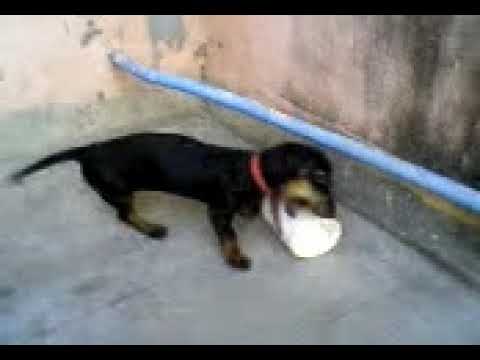 Srija playing with can