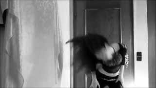 Auryn - Metal Bellydance - This Present Darkness - Thrasher726