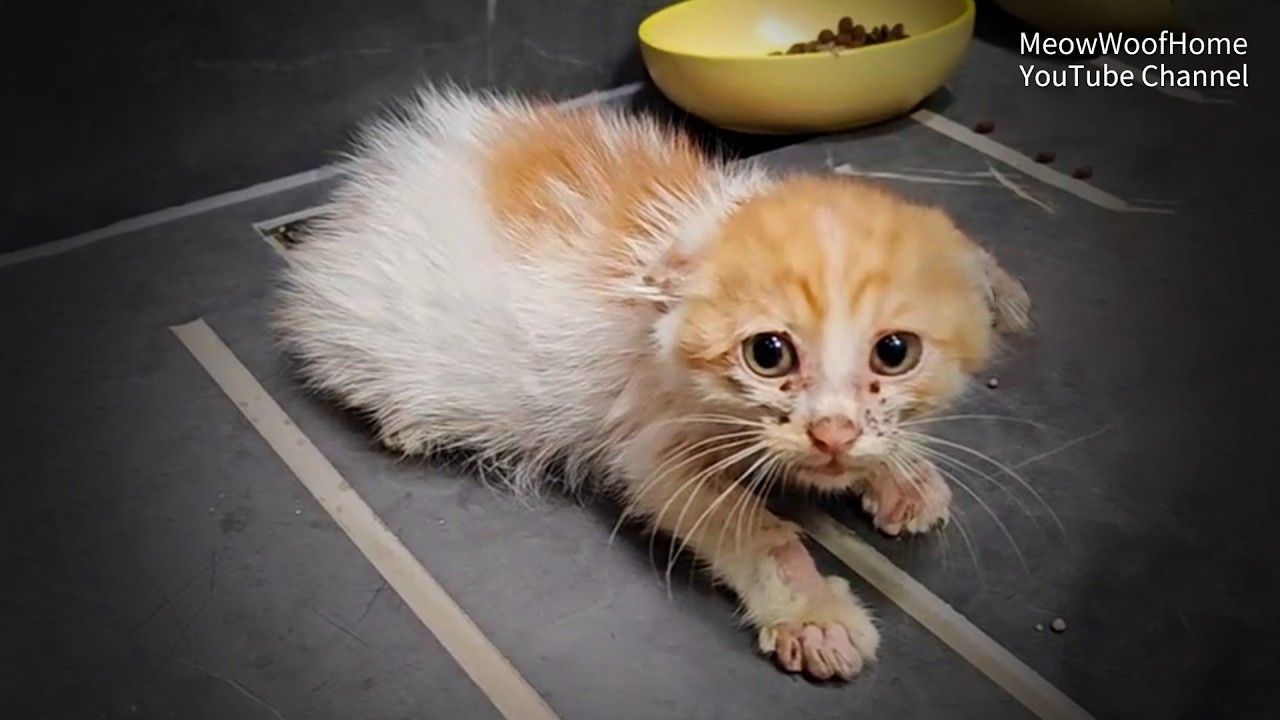 The Stray Kitten That Roared Becomes the Family "Little Rascal" After Adoption