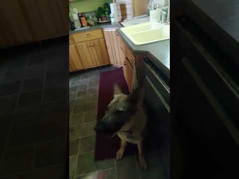 A Treat For Liesel #germanshepherd #happypuppy #sillypuppy #goodlife #puppylife