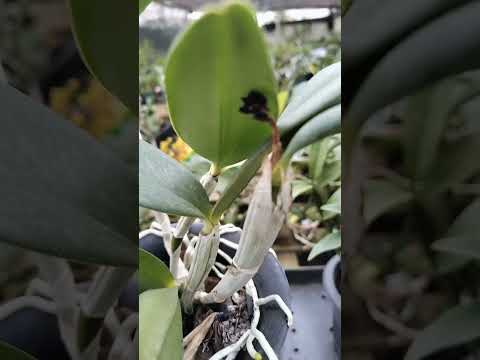 ZAP 11940050033 pedido de Judith de Goias  @Mais Orquídeas #plantas #flores #orquideas #jardim