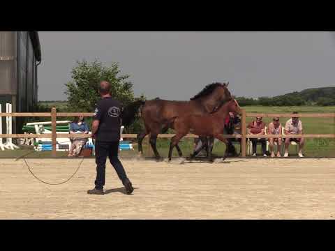 Holsteiner Fohlenschau Föhr 2021 | SF | Diamand d.S. x Numero U x Quidam d.R. | St. 242 | G. Ohlsen