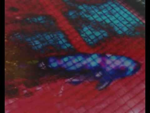 WAKTU LOOPA - WHOO'S COMMIN' ?