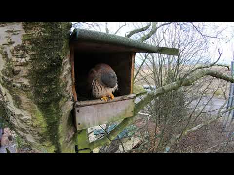 Kestrel first visit to nest box 4K