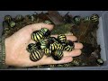 Roly Poly Pill Bug