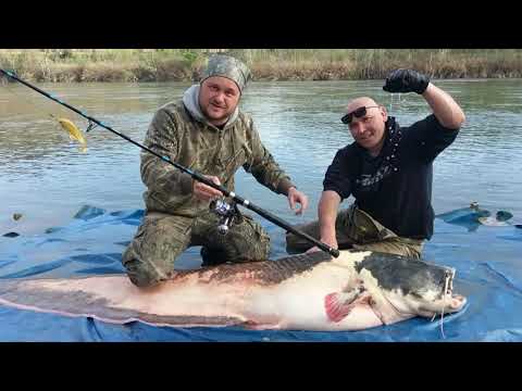 Daiwa Saltiga&Catfighter by Milan Panic,Mandarin Cat Fish