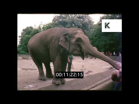 1970s Hamburg Zoo, Germany, HD From 35mm