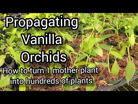 How to Grow and Propagate Vanilla Orchids From Cuttings. Tips from a Commercial Orchid Grower