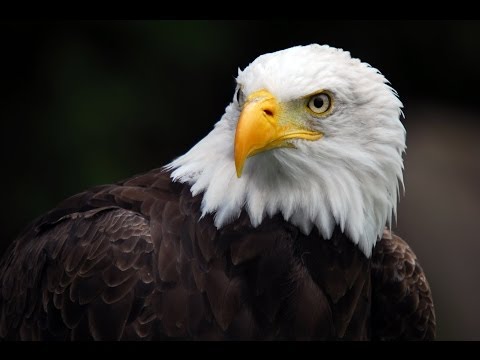 American Eagle