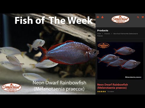 Neon Dwarf Rainbowfish (Melanotaenia praecox) 🐟❤️ #imperialtropicals