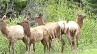 The Hush Now - Bedtime Stories