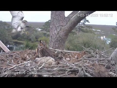 Hawk Attacks Great Horned Owl Nest, Female Goes On Alert – March 15, 2022