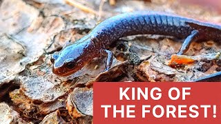 Download the video "FACT: Red-backed Salamanders Rule!"