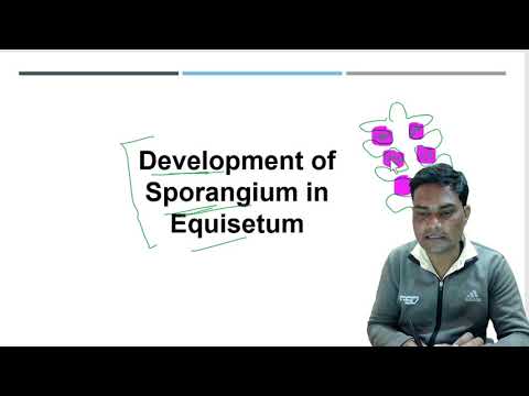 Development of Sporangium in Equisetum