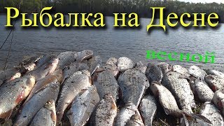 Рыбалка на десне в трубчевске