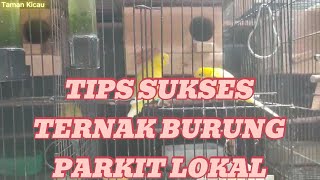 Download lagu Rahasia Sukses Ternak Burung Parkit Lokal di Rumah mp3