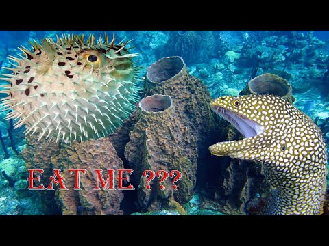 Amazing Dramatic Confrontation Moray Eel Vs Porcupine Fish, Octopus - Close up Giant Eel in Deep Sea
