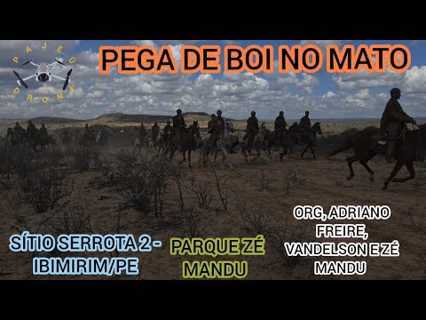 (DRONE)PEGA DE BOI NO MATO SÍTIO SERROTA 2 PARQUE ZÉ MANDU IBIMIRIM- PE