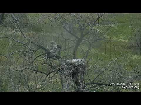 GHO Nest at Roger's Place - 5/19/2022 - Both Young Owls have branched with confidence