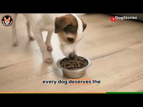 The Dog Storiez: Unleashing the Best Nutrition for Your Furry Friend | Dog Food Blog