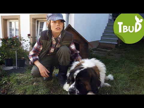 Hundeherz (Folge 1) | Tiere bis unters Dach | SWR Plus