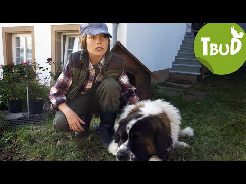 Hundeherz (Folge 1) | Tiere bis unters Dach